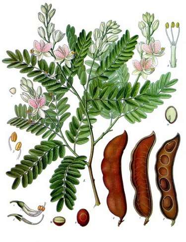 Image Credit: Franz Eugen Köhler, Köhler's Medizinal-Pflanzen
Rights: Public Domain
Source:http://commons.wikimedia.org/wiki/File:Koeh-134.jpg Imagen del contacto